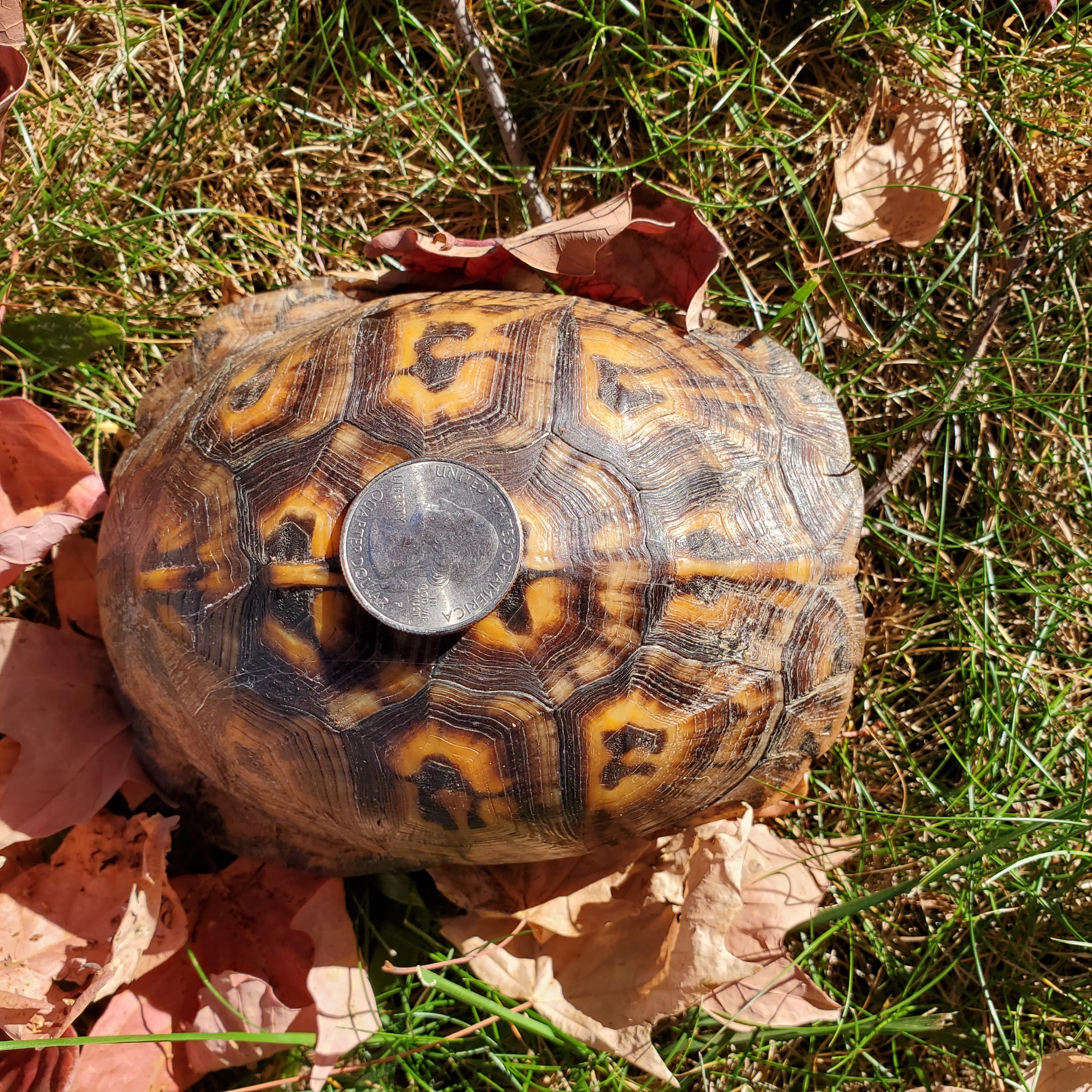 Casper E Box in NJ, a Adoptable Eastern Box in Marlton, NJ image 6/6