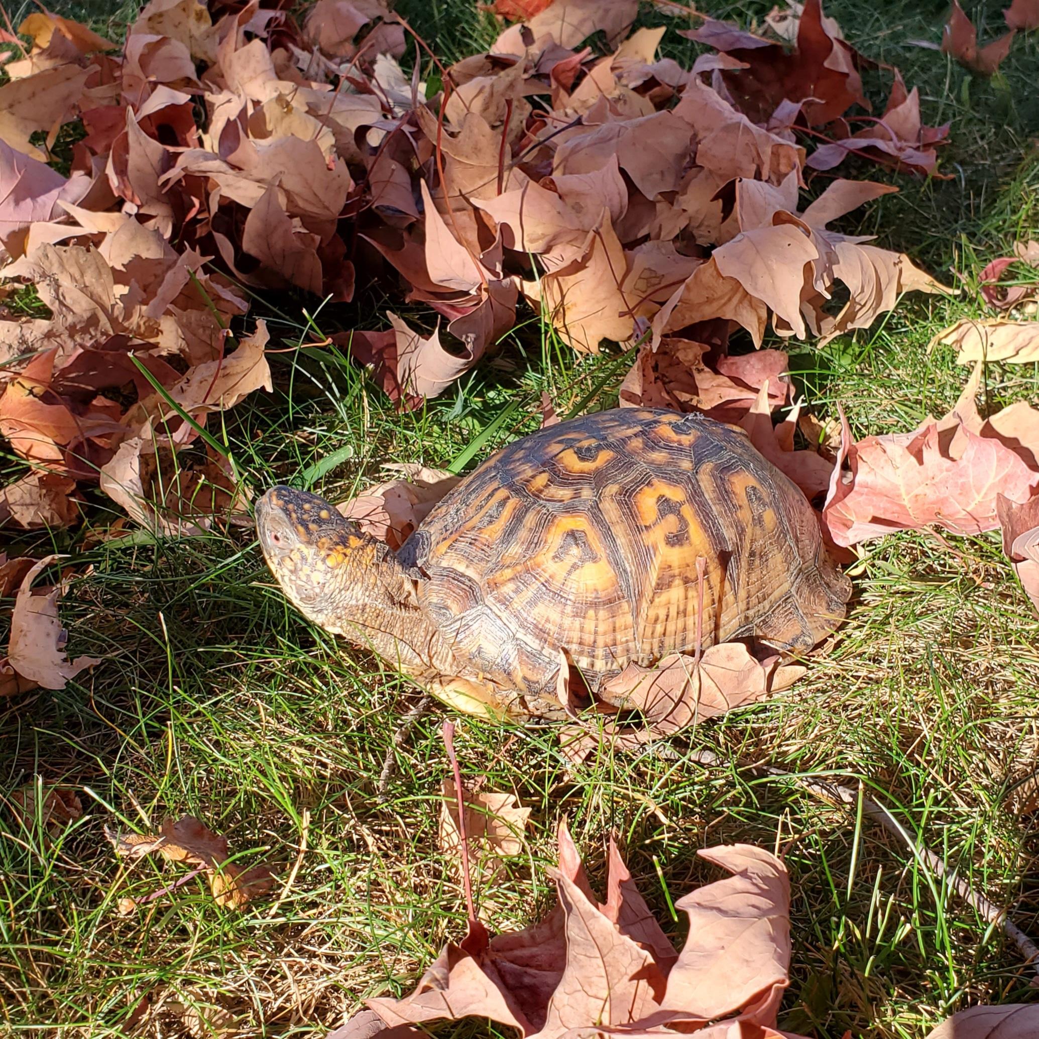 Casper E Box in NJ, Adoptable, Adult Male Eastern Box.