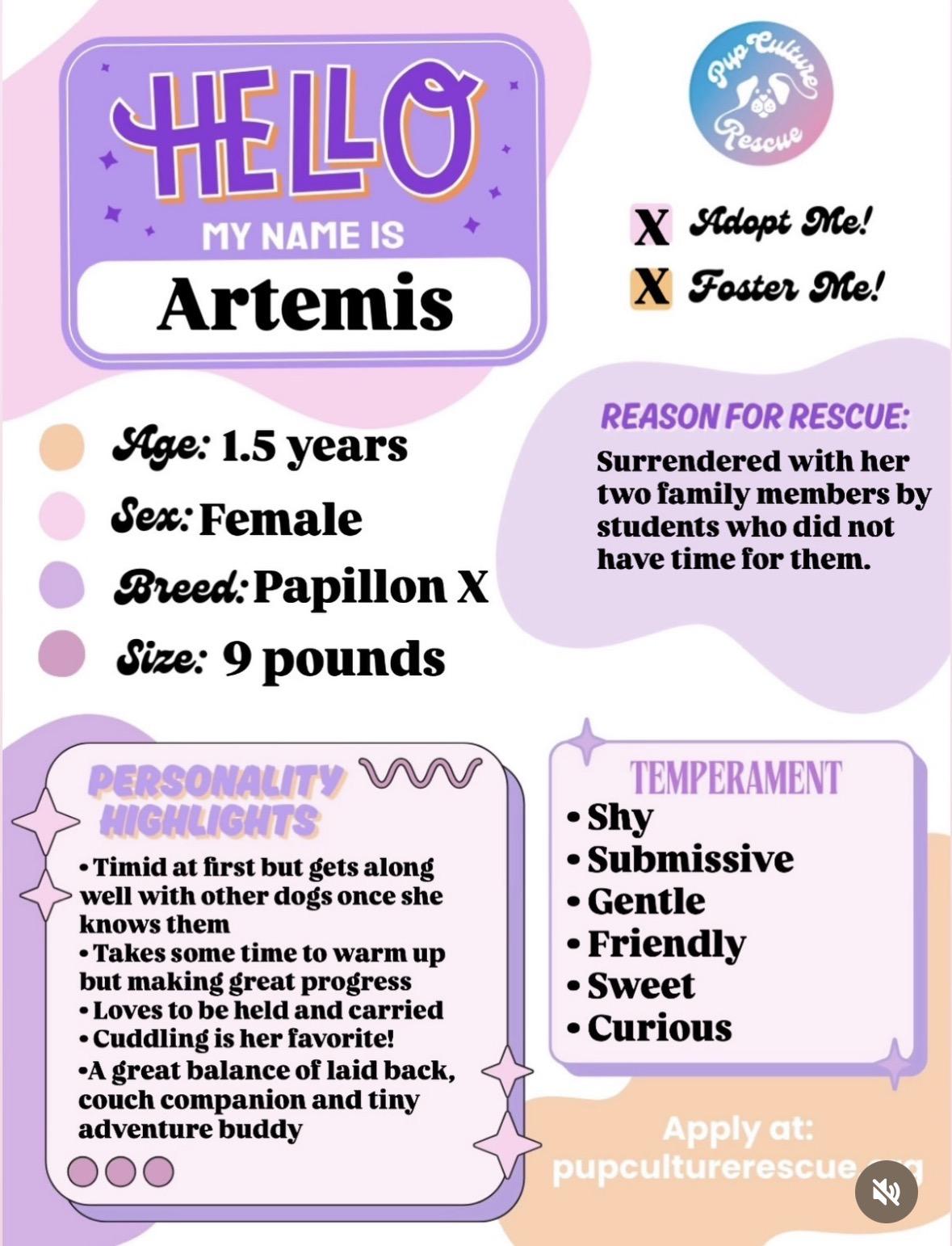 Enlarge Artemis, a ADOPTABLE mixed breed in Pasadena, CA image 2/5