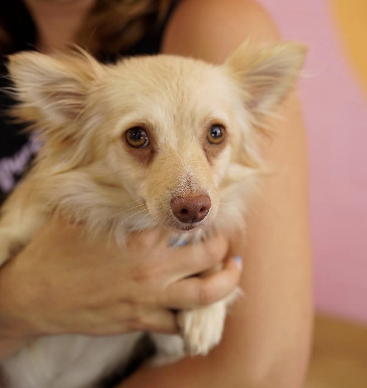 Enlarge Artemis, a ADOPTABLE mixed breed in Pasadena, CA image 4/5