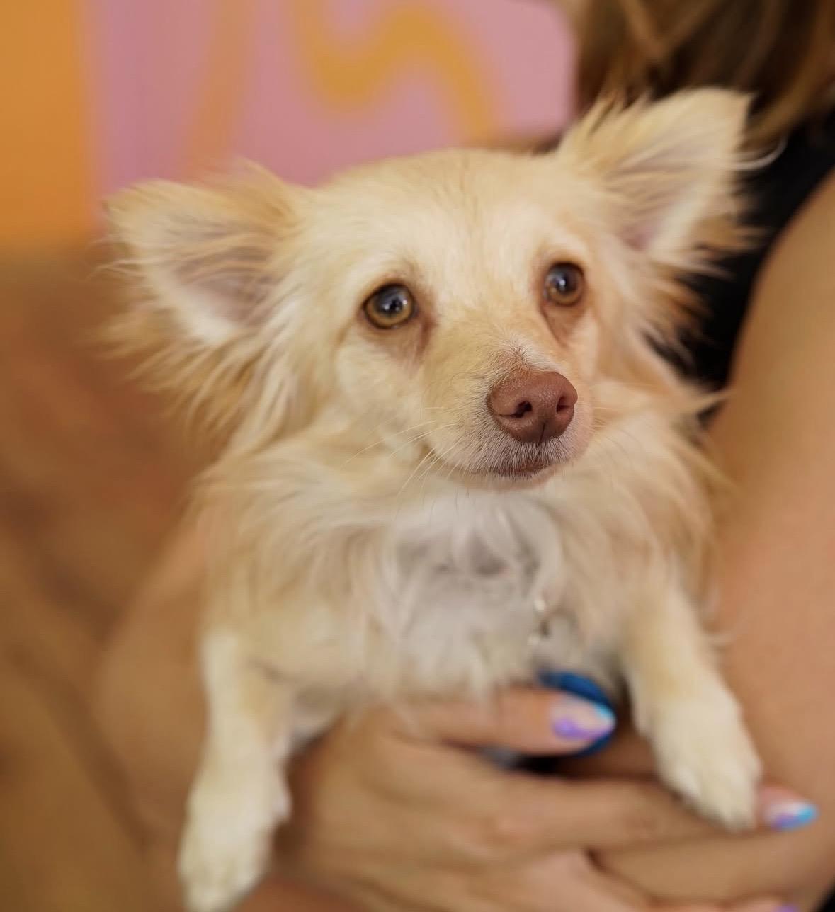 Enlarge Artemis, a ADOPTABLE mixed breed in Pasadena, CA image 5/5