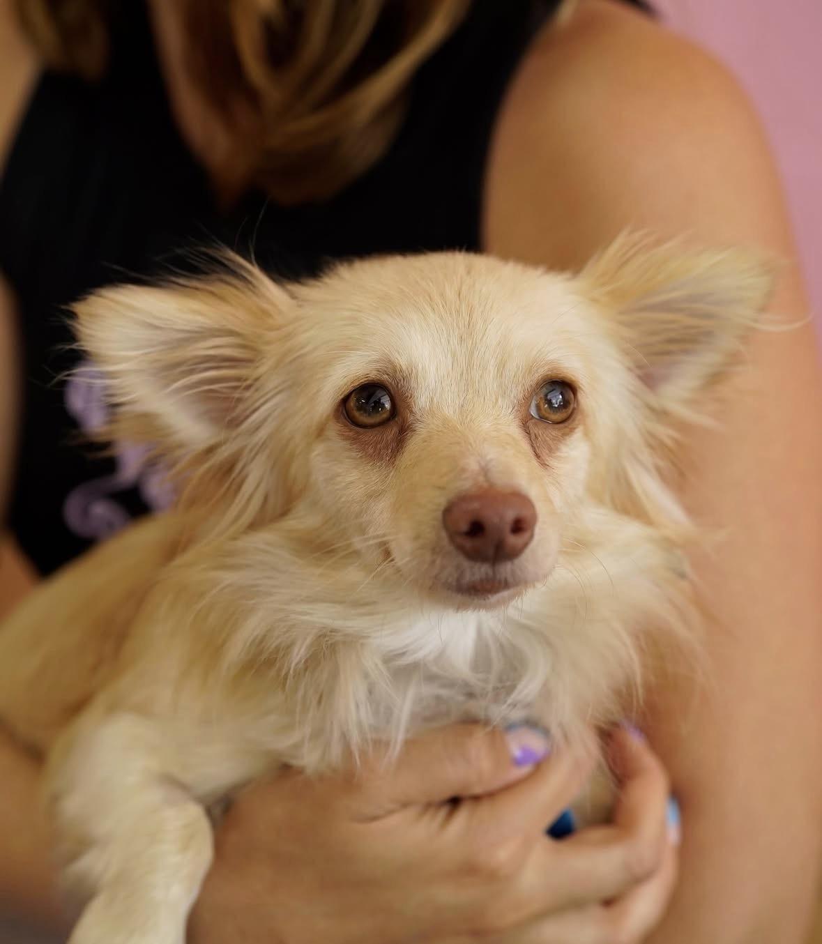 Artemis, ADOPTABLE, Young Female Papillon.