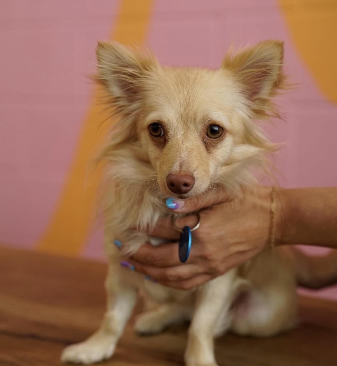 Enlarge Artemis, a ADOPTABLE mixed breed in Pasadena, CA image 3/5