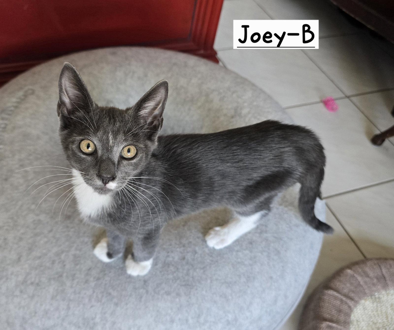 Enlarge Joey-B, a Adoptable Tuxedo in Boynton Beach, FL image 1/3