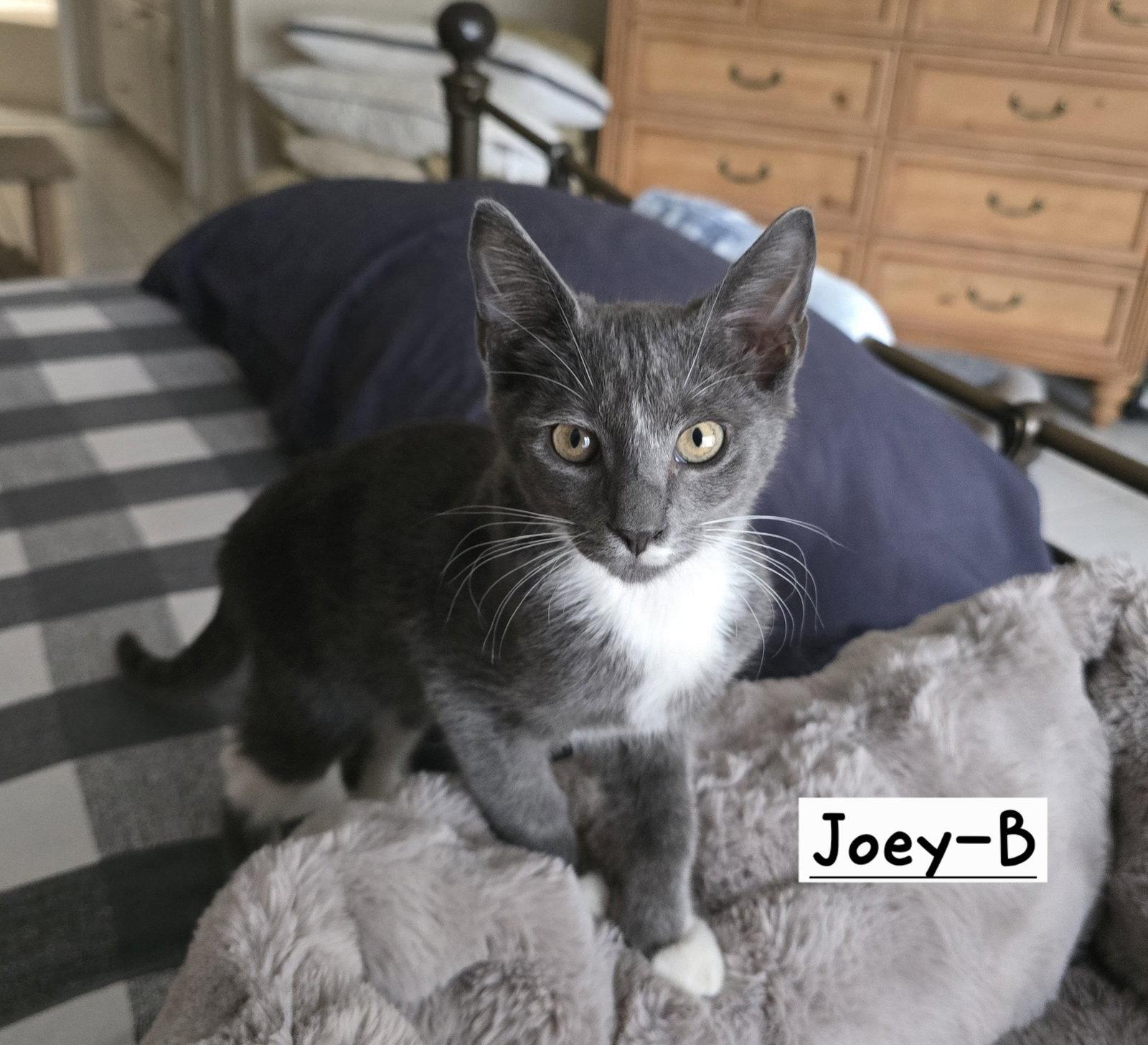 Enlarge Joey-B, a Adoptable Tuxedo in Boynton Beach, FL image 2/3