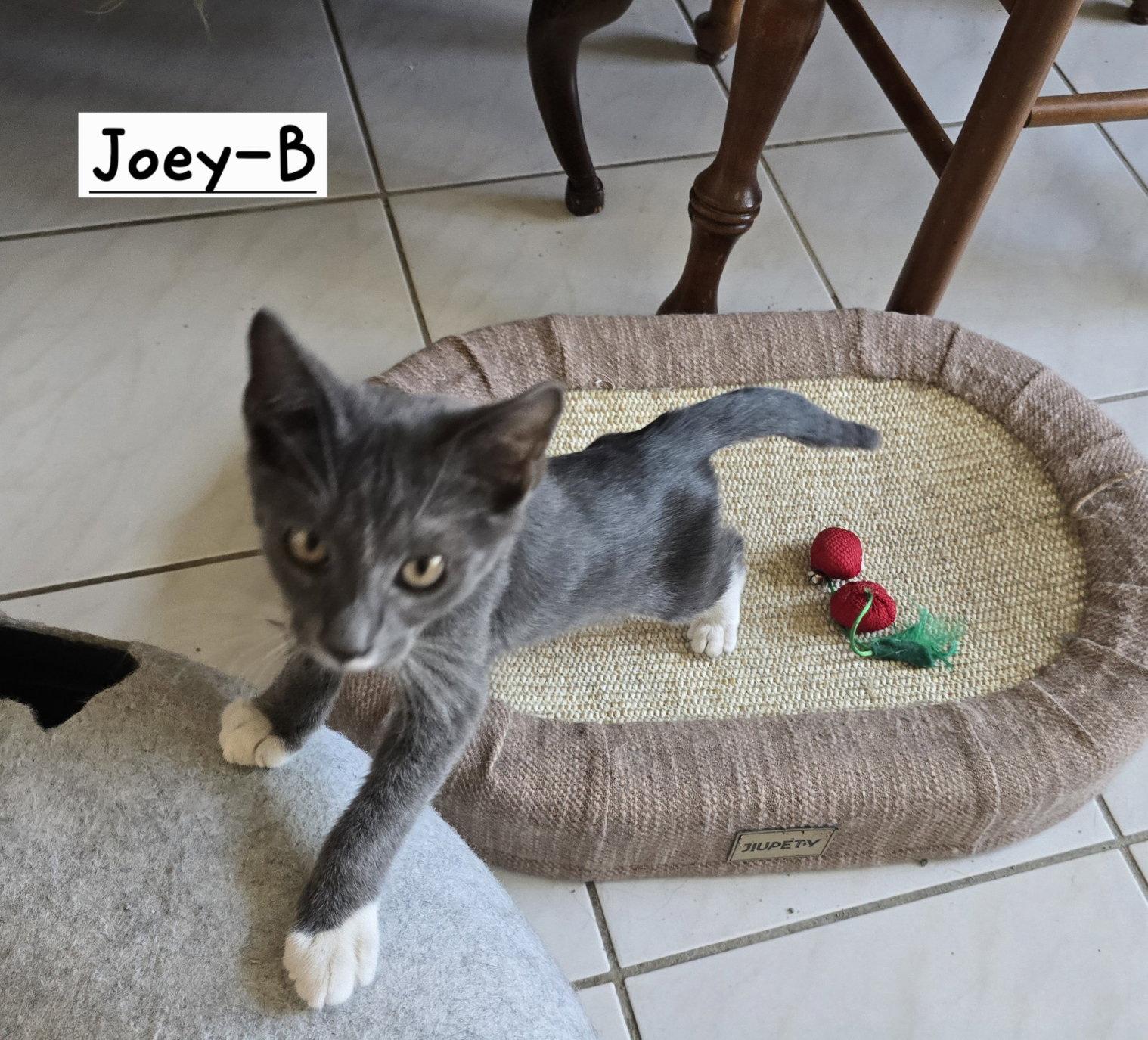 Enlarge Joey-B, a Adoptable Tuxedo in Boynton Beach, FL image 3/3