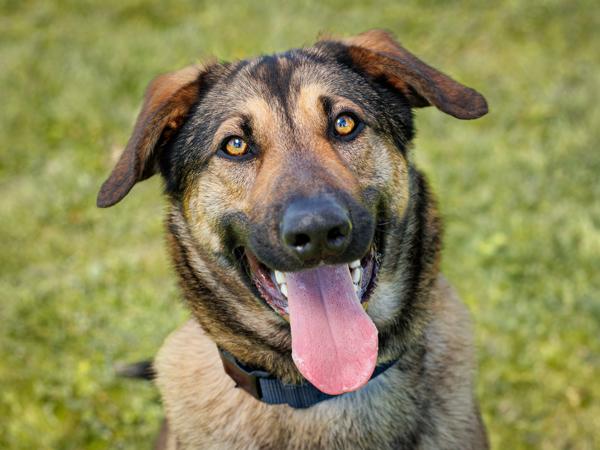 Jellybean, Adoptable, Adult Male German Shepherd Dog & Anatolian Shepherd.