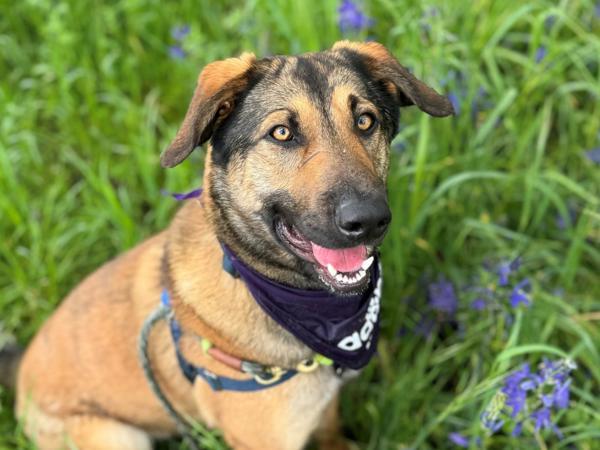 Enlarge Jellybean, a Adoptable mixed breed in Portland, OR image 3/5