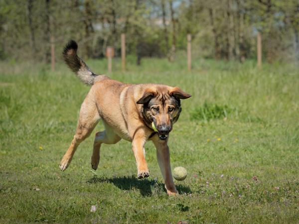 Enlarge Jellybean, a Adoptable mixed breed in Portland, OR image 4/5