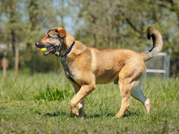 Enlarge Jellybean, a Adoptable mixed breed in Portland, OR image 5/5