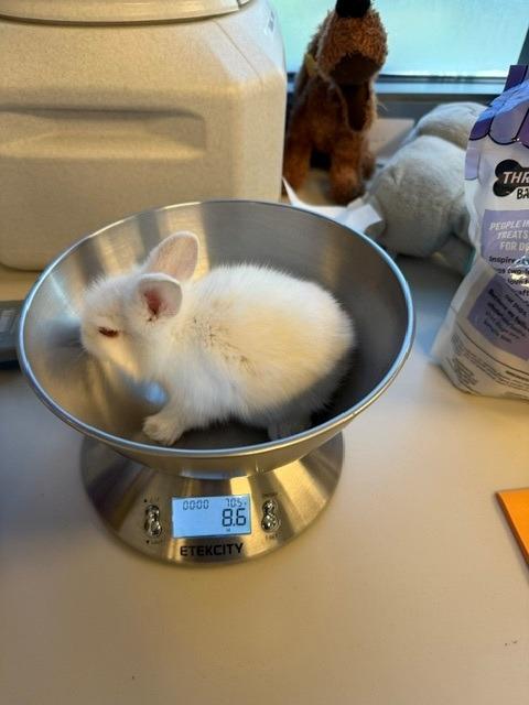 Lyric, Adoptable, Baby Female Bunny Rabbit.