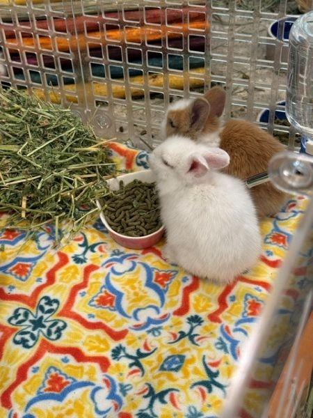 Enlarge Lyric, a Adoptable Bunny Rabbit in Scotts Valley, CA image 2/4