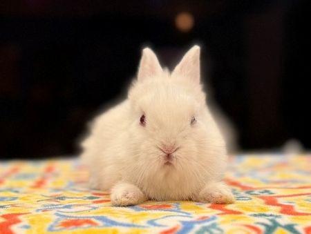Enlarge Lyric, a Adoptable Bunny Rabbit in Scotts Valley, CA image 3/4