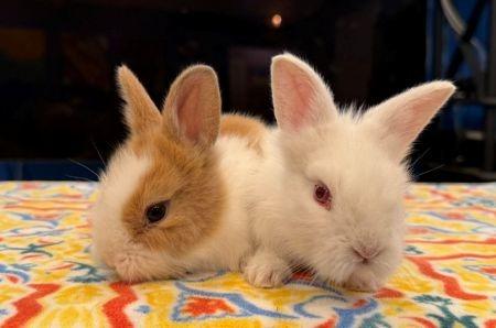 Enlarge Lyric, a Adoptable Bunny Rabbit in Scotts Valley, CA image 4/4