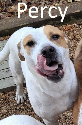 Percy thumbnail 3