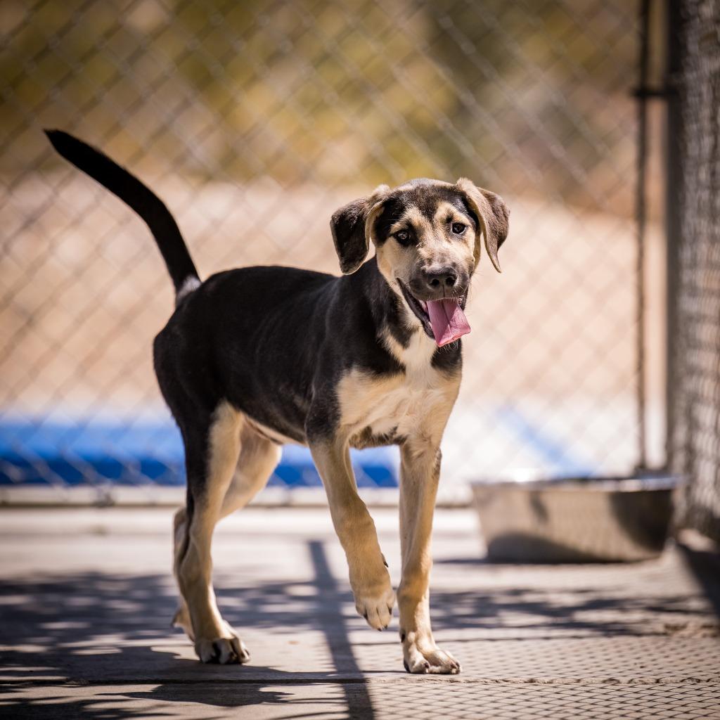 Shredd, Adoptable, Puppy Male Shepherd.