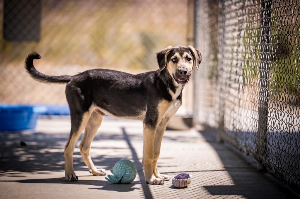 Shredd, a Adoptable mixed breed in Twentynine Palms, CA image 2/6