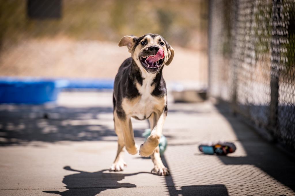 Shredd, a Adoptable mixed breed in Twentynine Palms, CA image 3/6