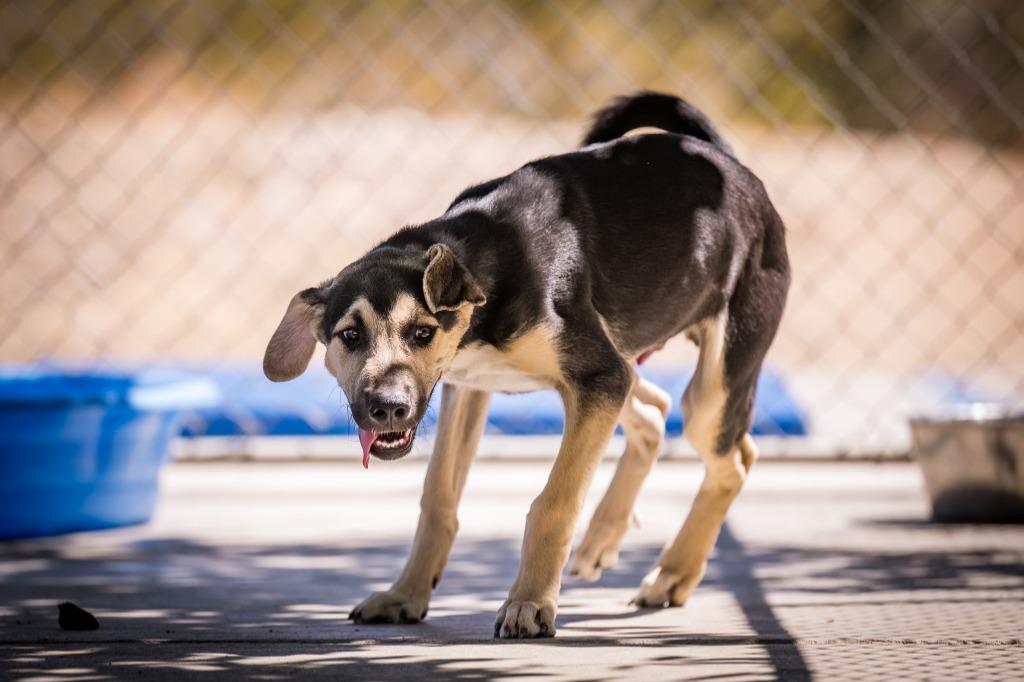 Shredd, a Adoptable mixed breed in Twentynine Palms, CA image 4/6