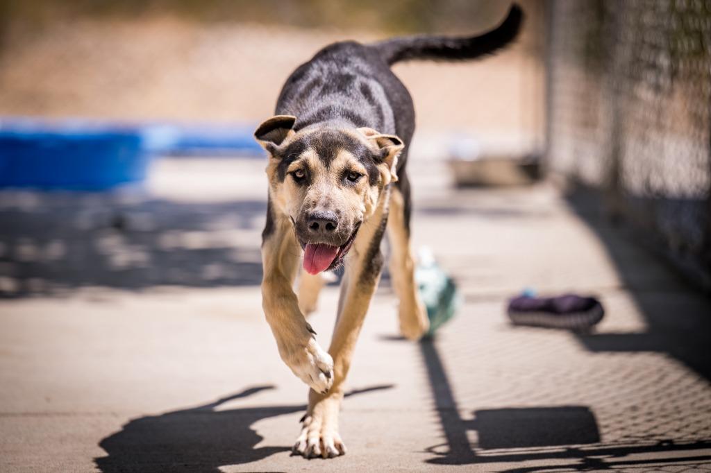 Shredd, a Adoptable mixed breed in Twentynine Palms, CA image 5/6