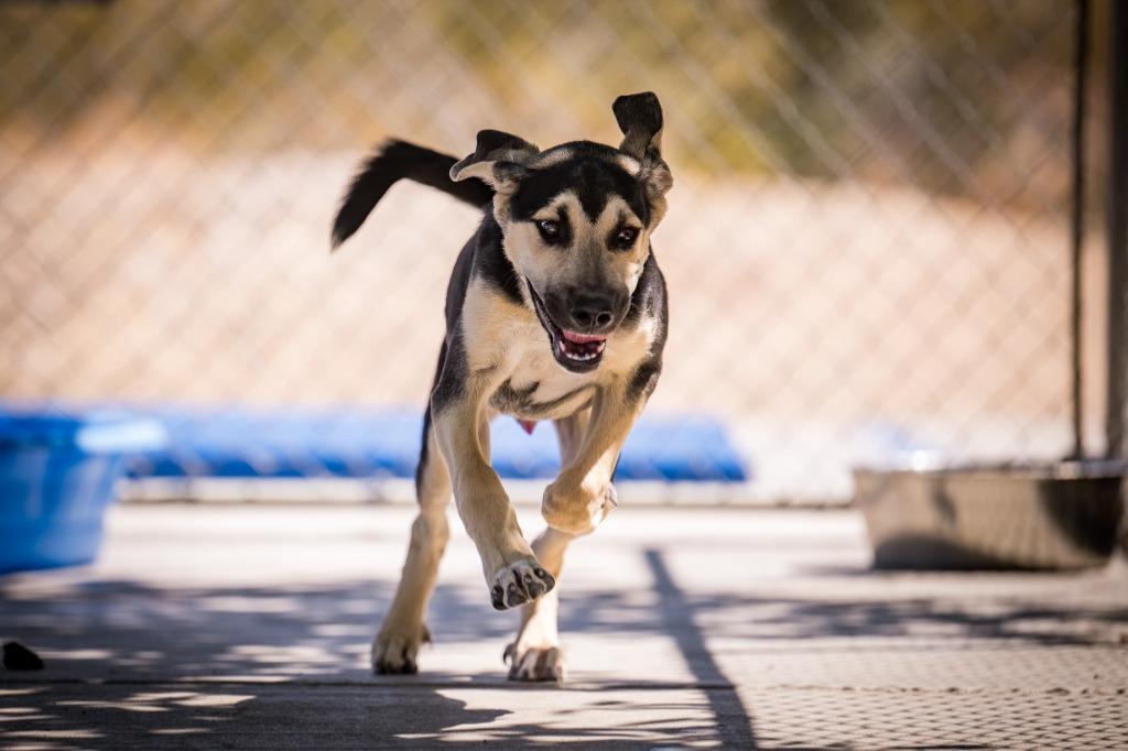 Shredd, a Adoptable mixed breed in Twentynine Palms, CA image 6/6