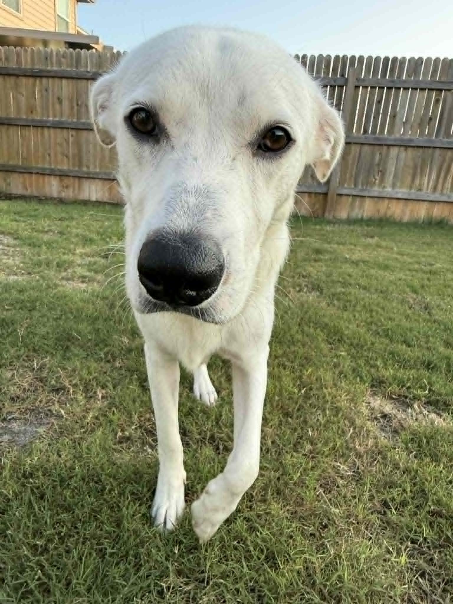Enlarge Gus, a Adoptable mixed breed in Austin, TX image 2/4