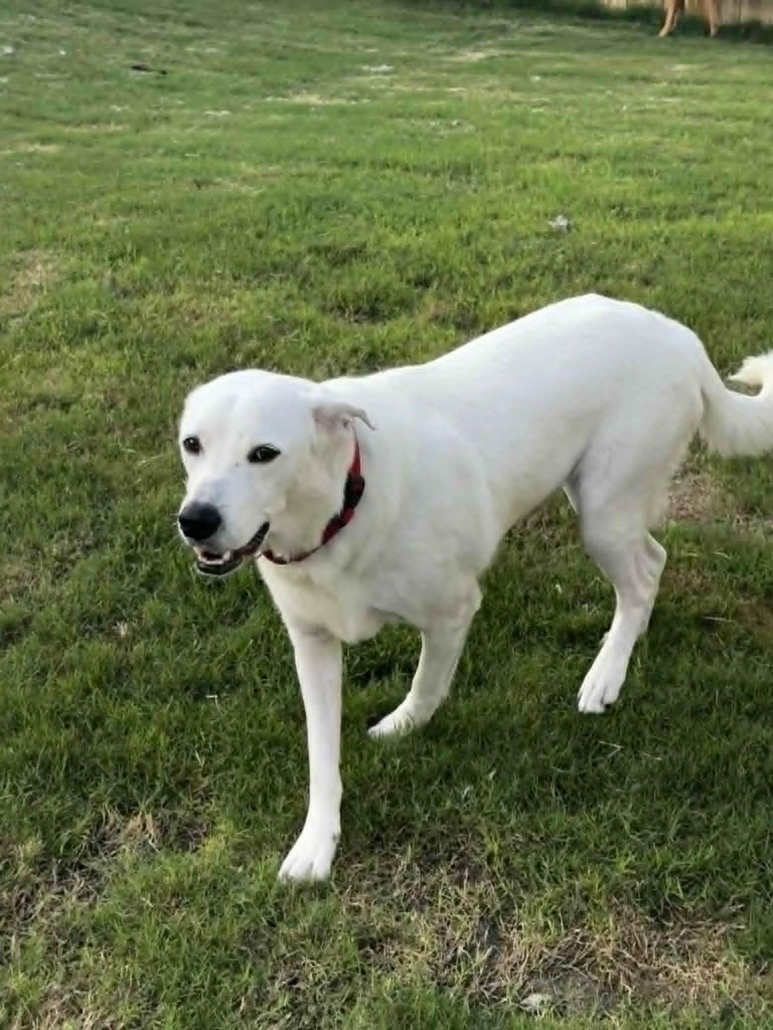 Gus, Adoptable, Young Male Labrador Retriever.