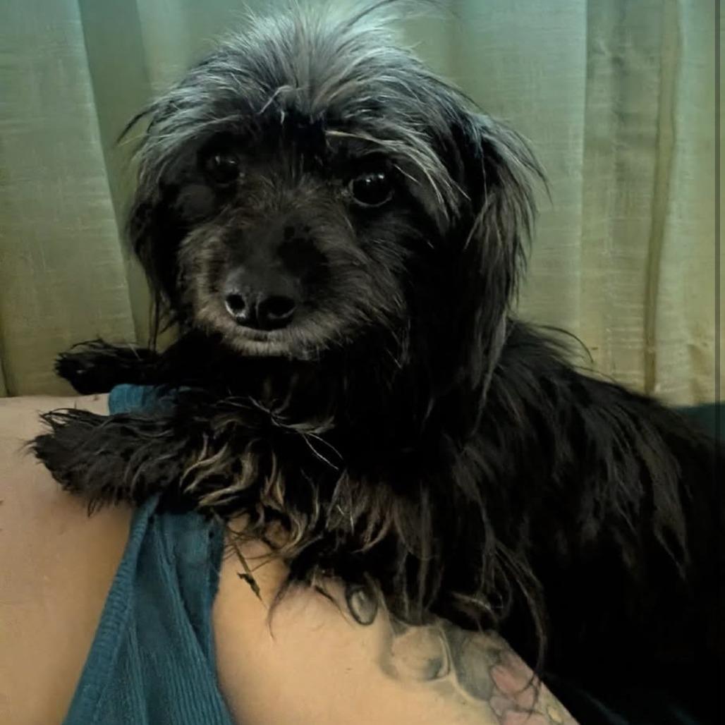 Dudley, Adoptable, Senior Male Mixed Breed.