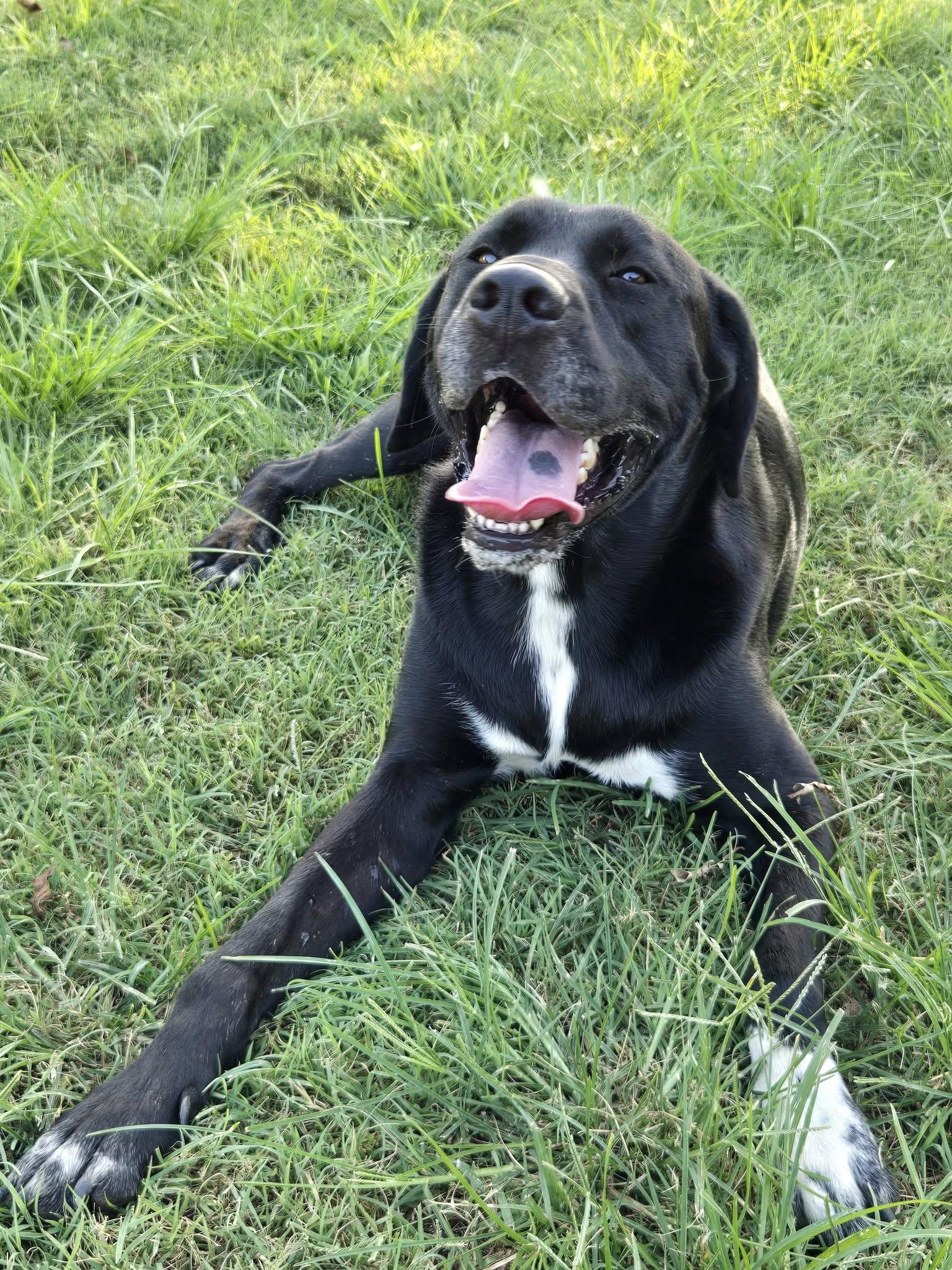 Apollo, Adoptable, Adult Male Black Labrador Retriever & Labrador Retriever.