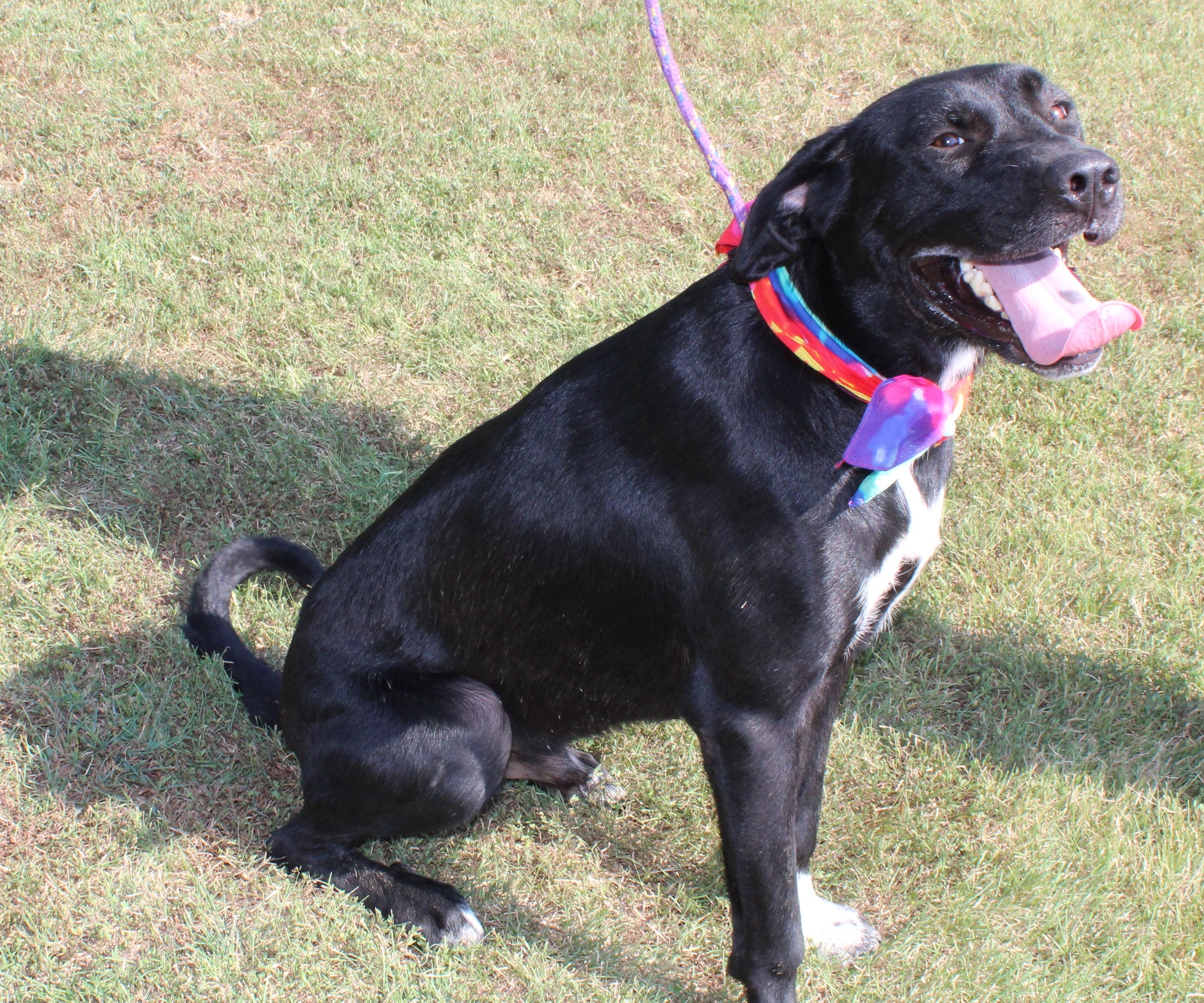 Apollo, a Adoptable mixed breed in Okemah, OK image 4/6