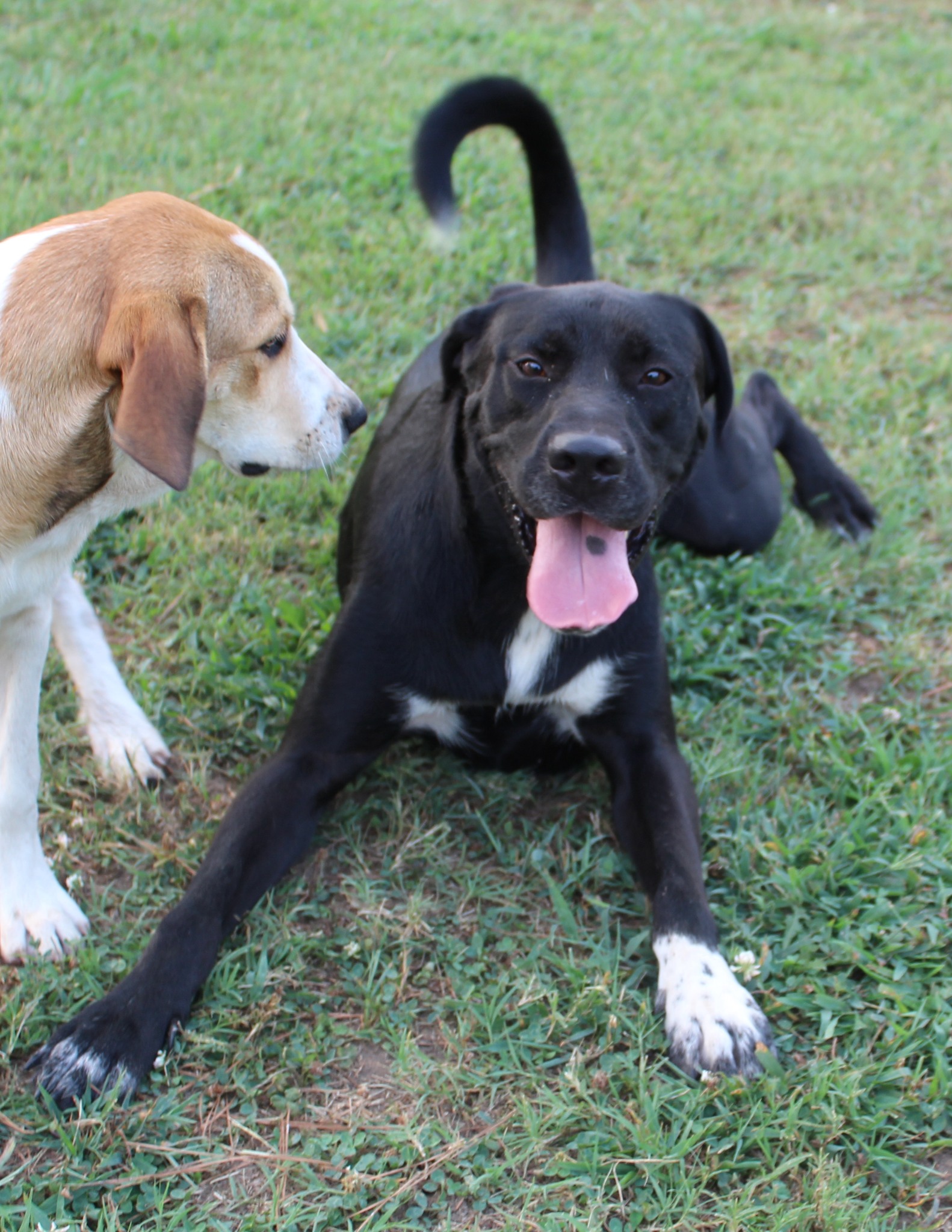 Apollo, a Adoptable mixed breed in Okemah, OK image 5/6