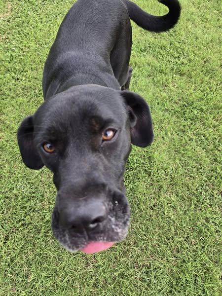 Apollo, a Adoptable mixed breed in Okemah, OK image 1/6