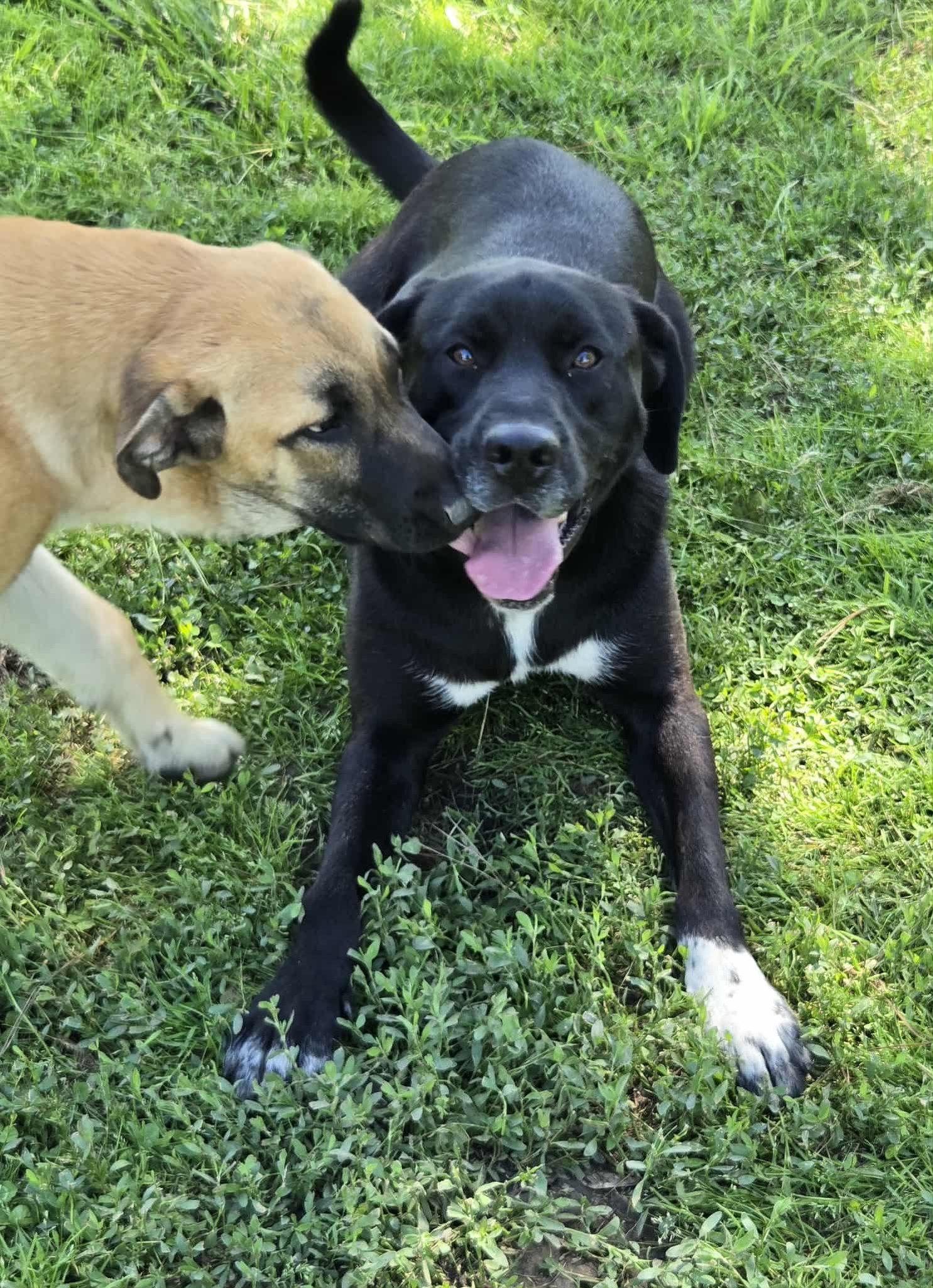 Enlarge Apollo, a Adoptable mixed breed in Okemah, OK image 2/6