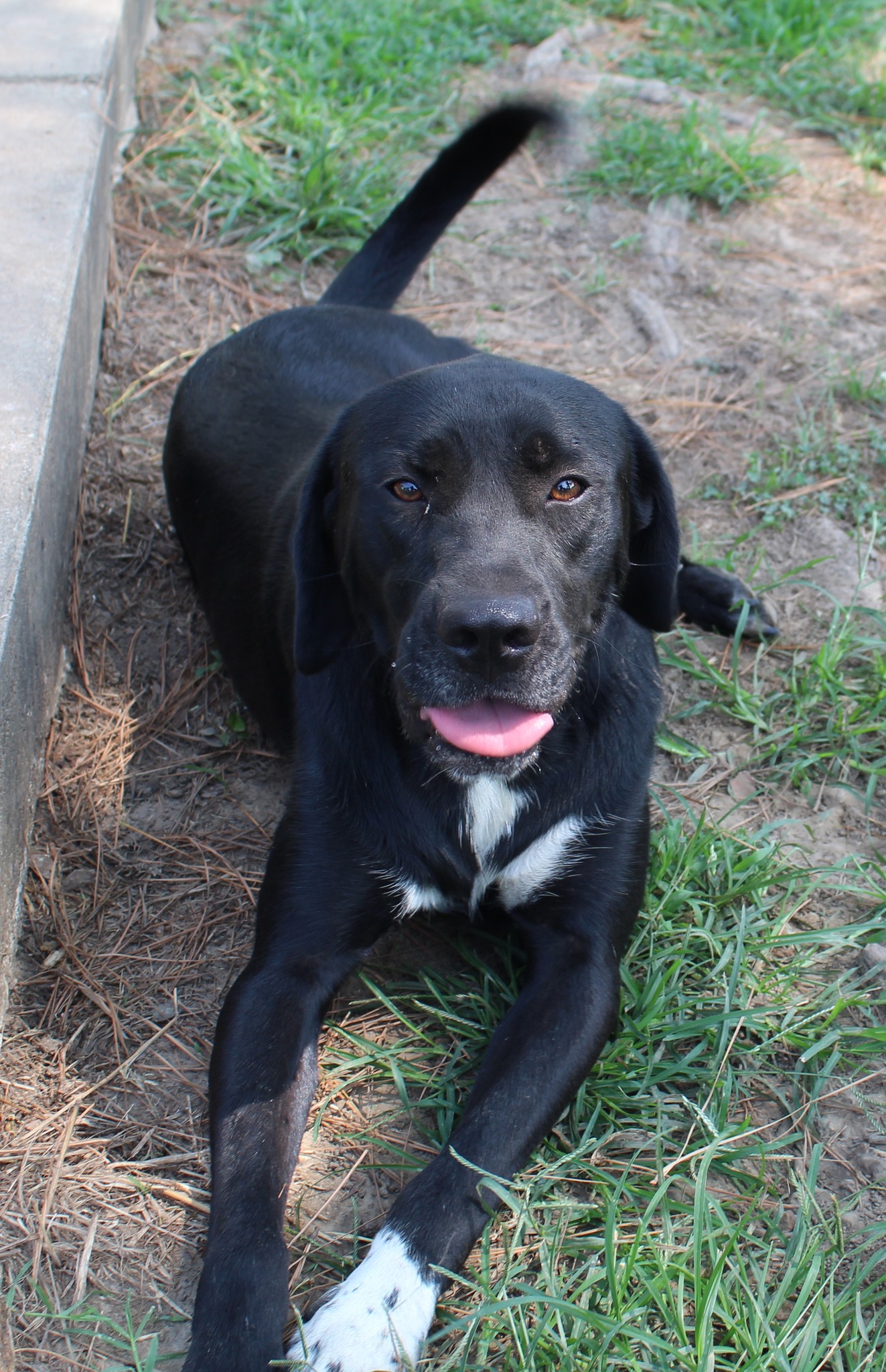 Apollo, a Adoptable mixed breed in Okemah, OK image 6/6