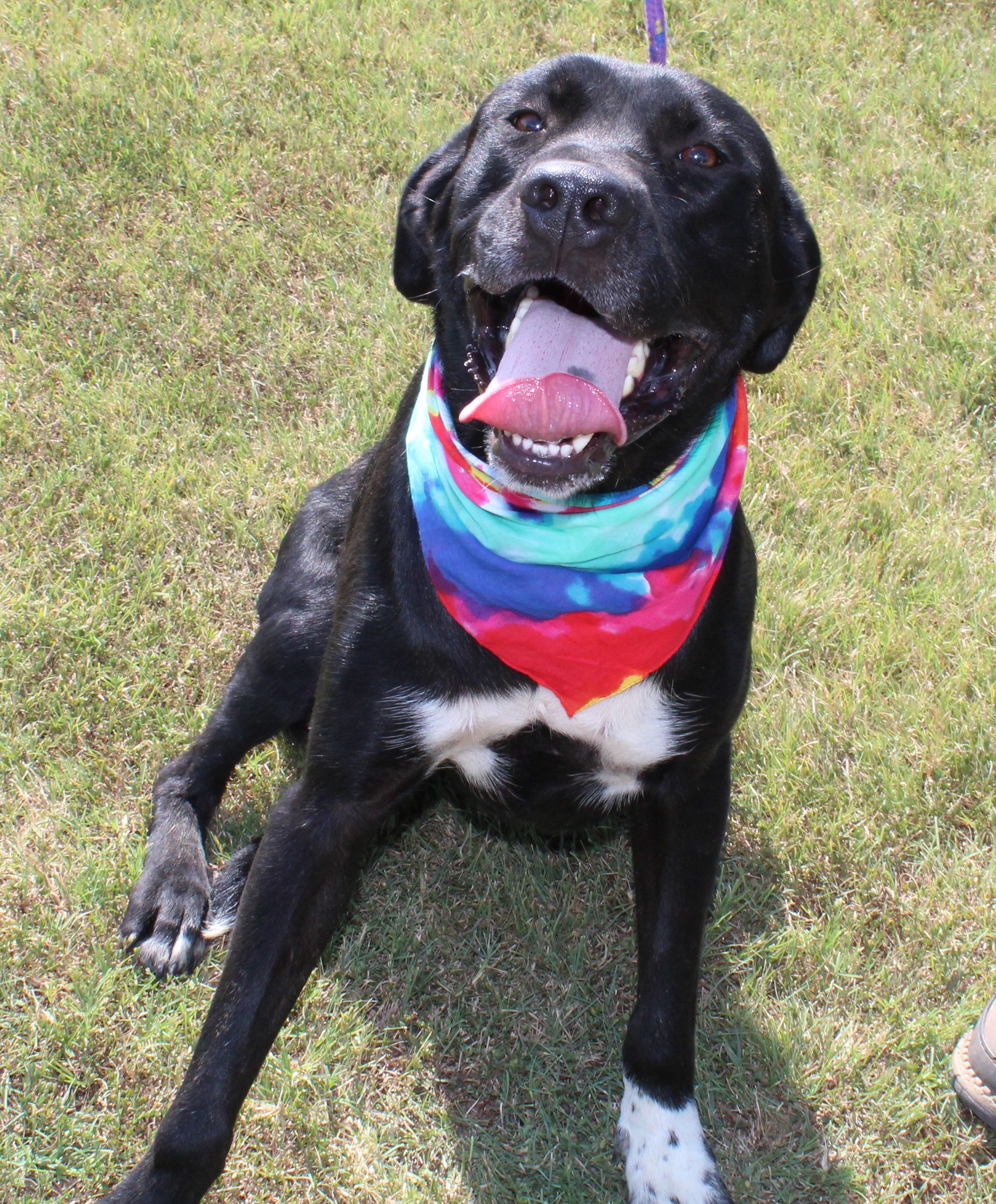 Apollo, a Adoptable mixed breed in Okemah, OK image 2/6