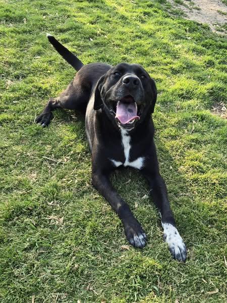 Apollo, a Adoptable mixed breed in Okemah, OK image 3/6