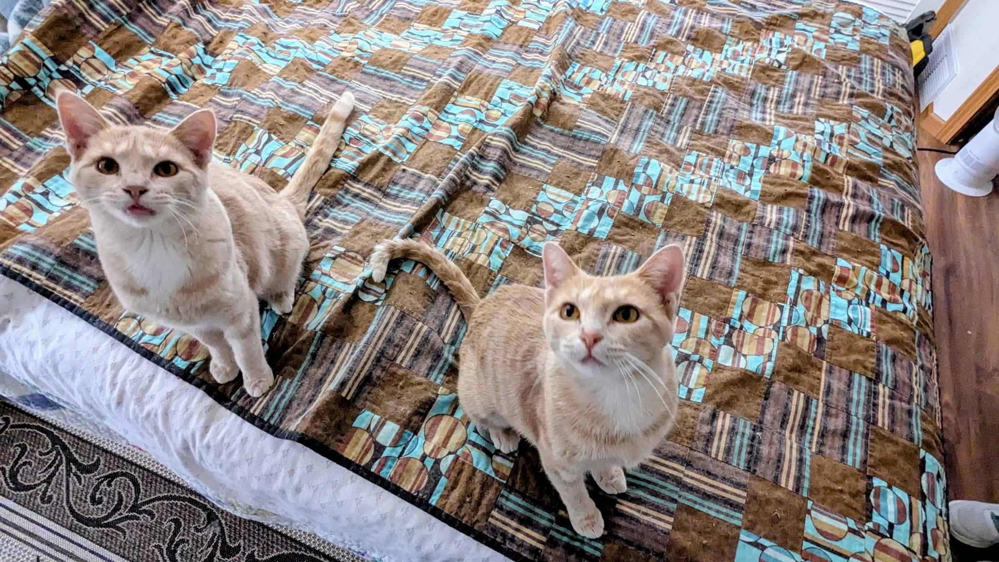 Enlarge Beverly, a Adoptable Domestic Short Hair in Madison, WI image 4/4