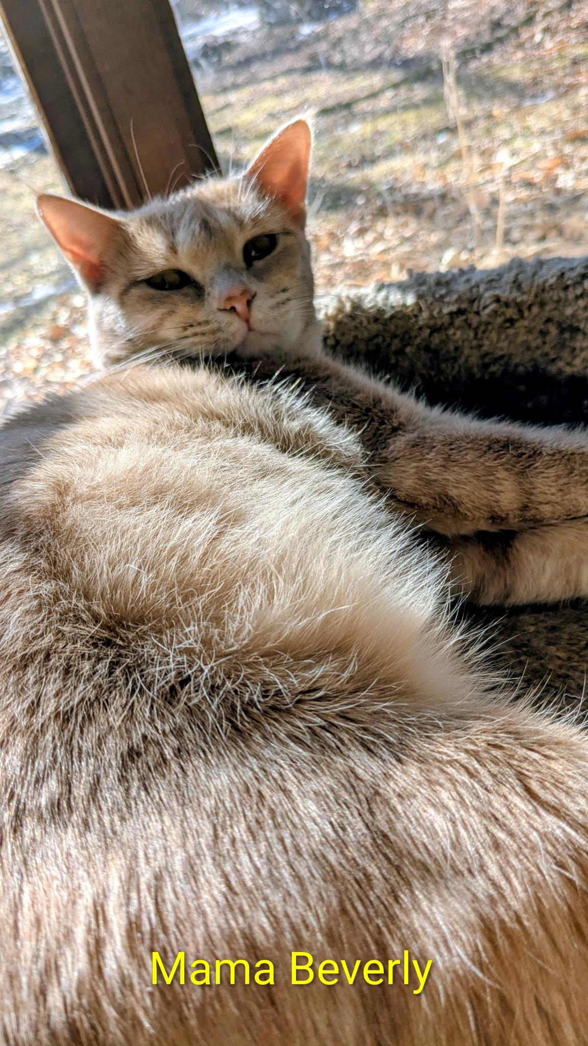 Enlarge Beverly, a Adoptable Domestic Short Hair in Madison, WI image 3/4