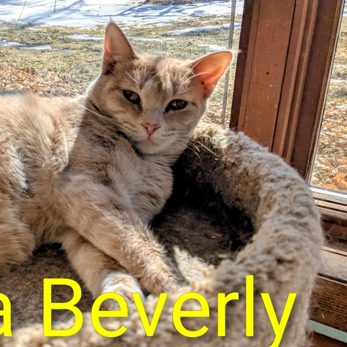 Beverly, Adoptable, Adult Female Domestic Short Hair.