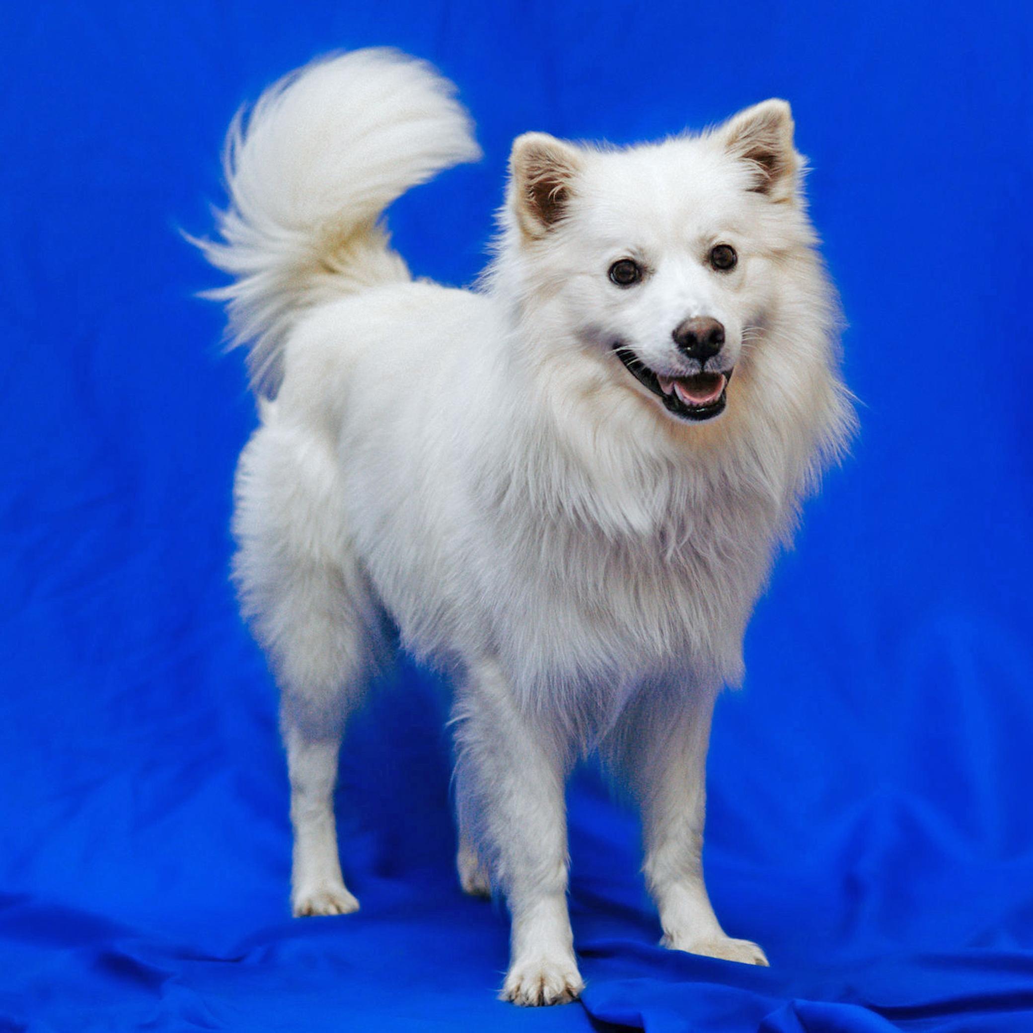 Nemo, Adoptable, Adult Male Eskimo Dog.