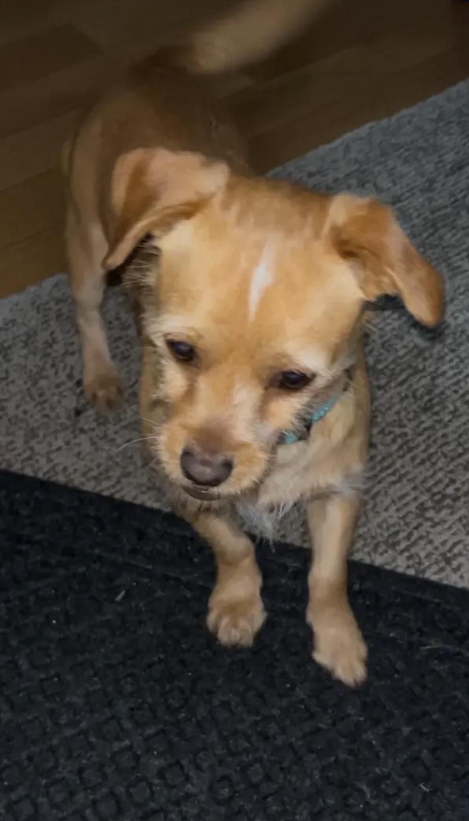 Blondie, Adoptable, Adult Female Jack Russell Terrier & Chihuahua.
