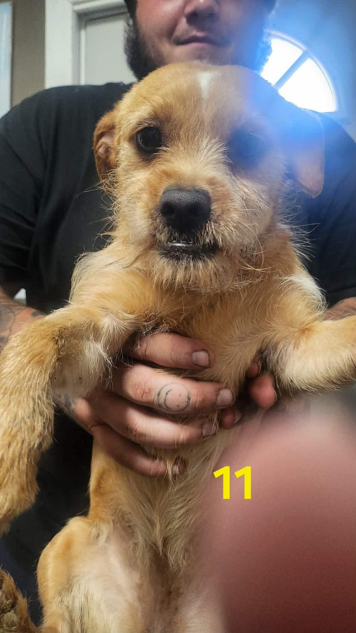 Blondie, a Adoptable mixed breed in Richmond, KY image 2/5