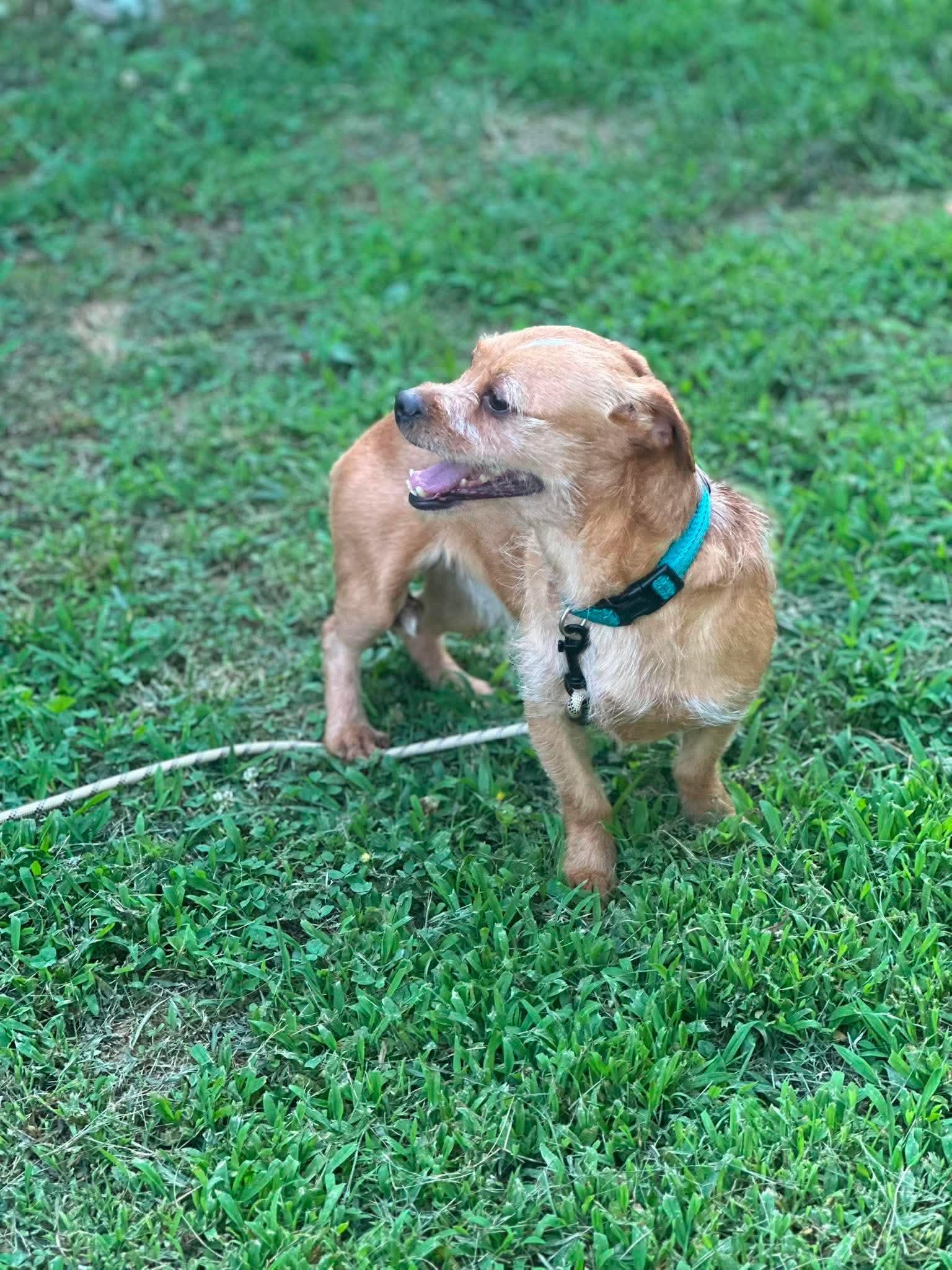 Blondie, a Adoptable mixed breed in Richmond, KY image 3/5