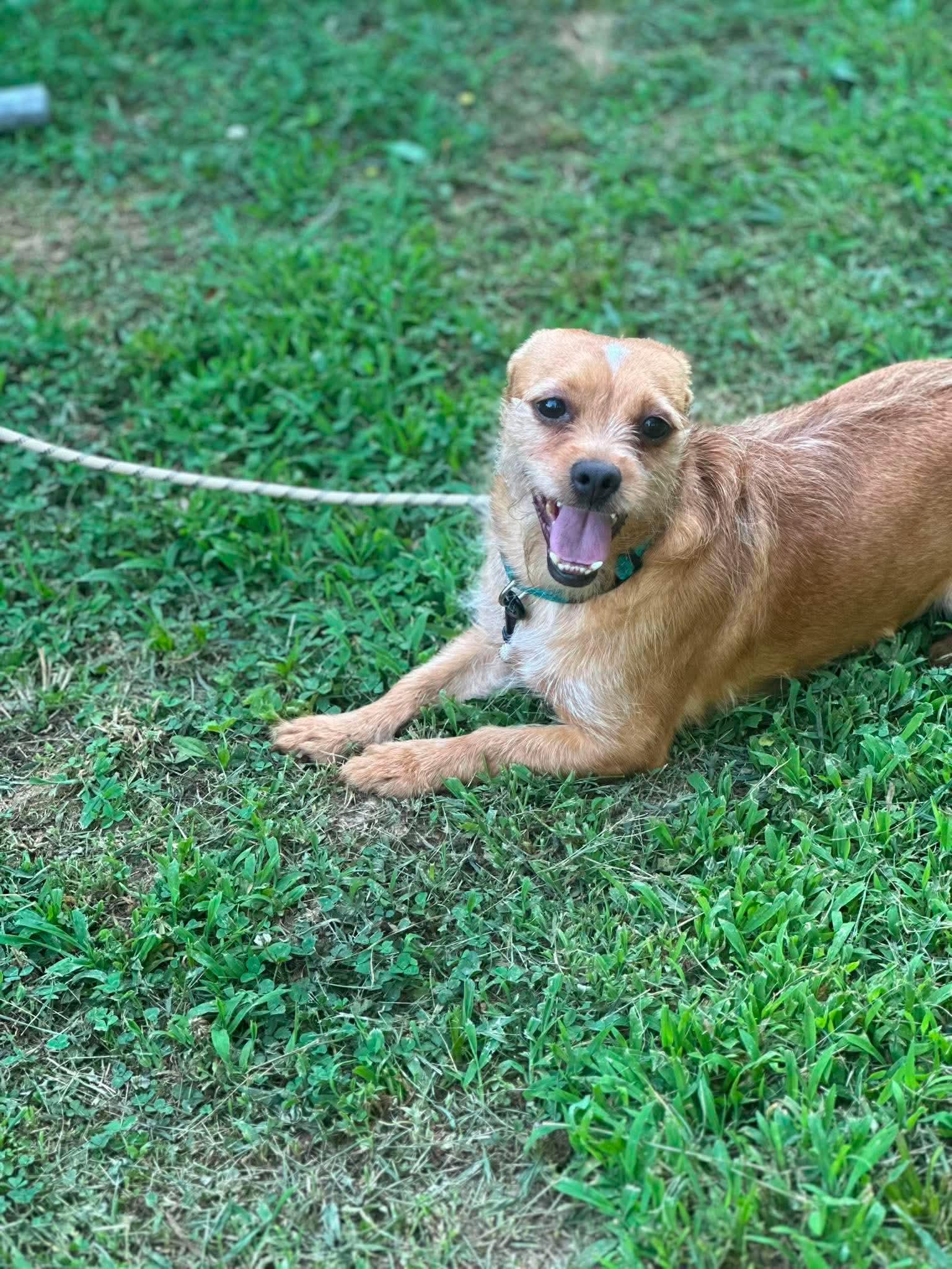 Blondie, a Adoptable mixed breed in Richmond, KY image 4/5