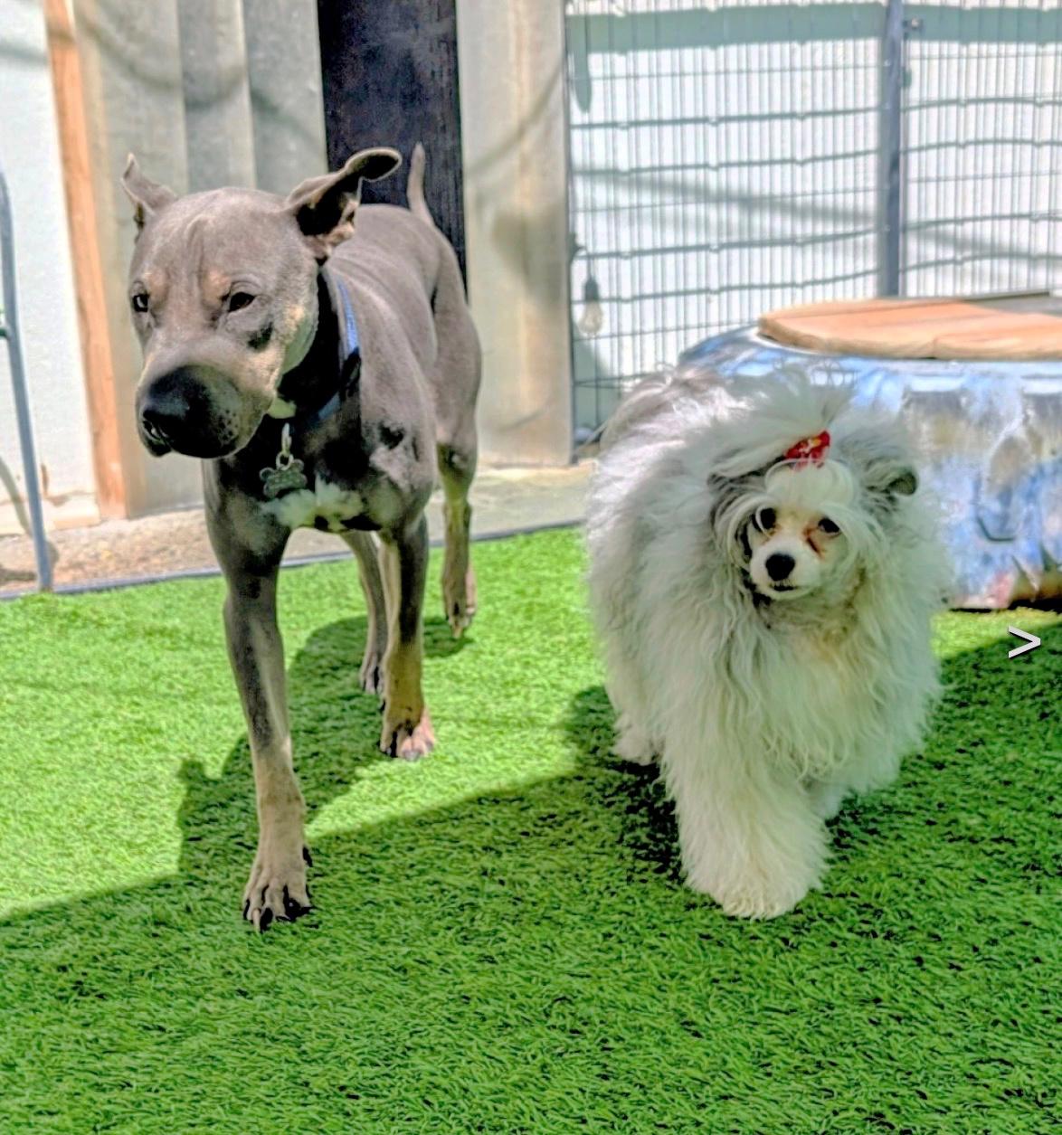 Chapo is very friendly, a Adoptable mixed breed in Redondo Beach, CA image 1/6