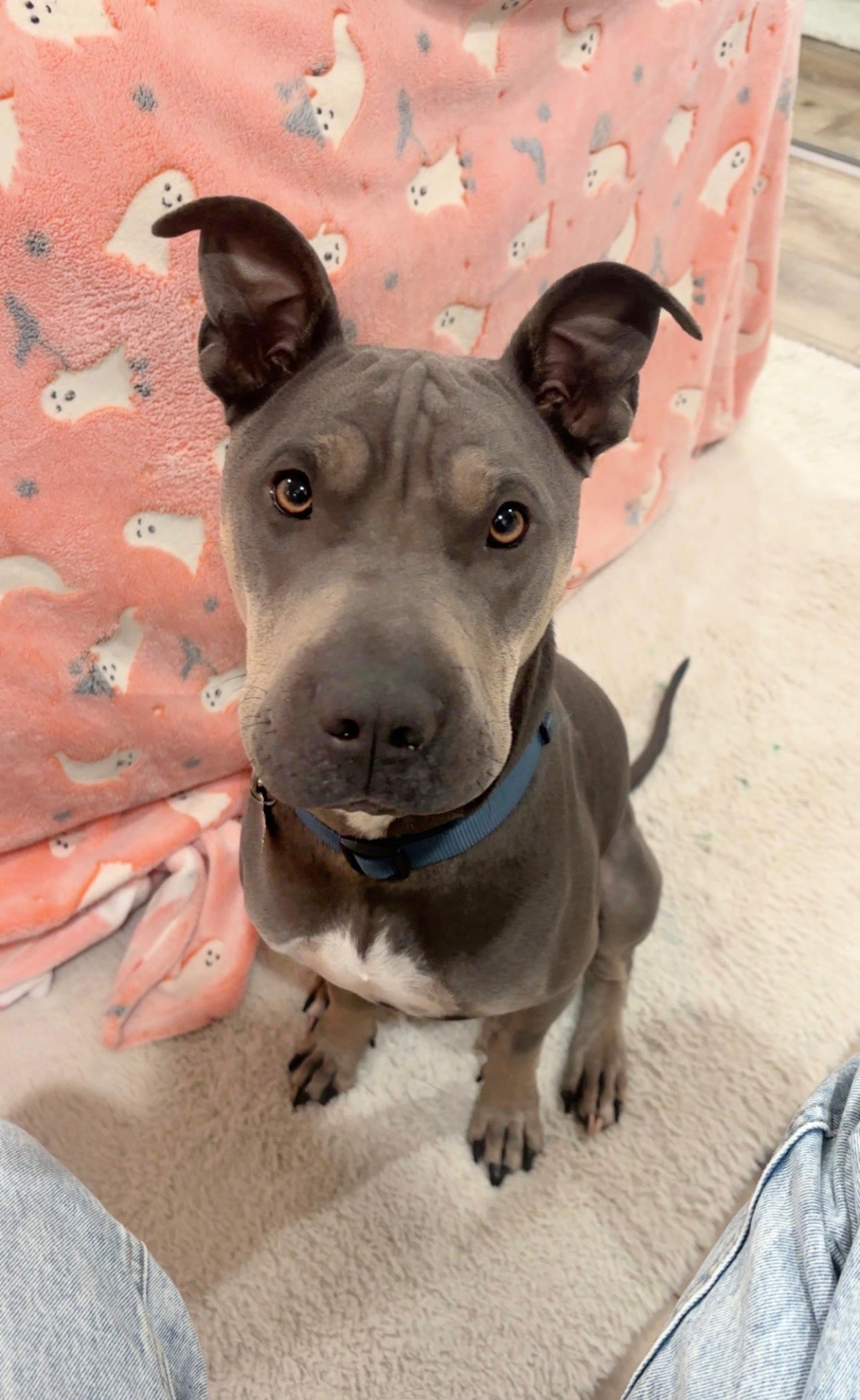 Chapo is very friendly, a Adoptable mixed breed in Redondo Beach, CA image 2/6