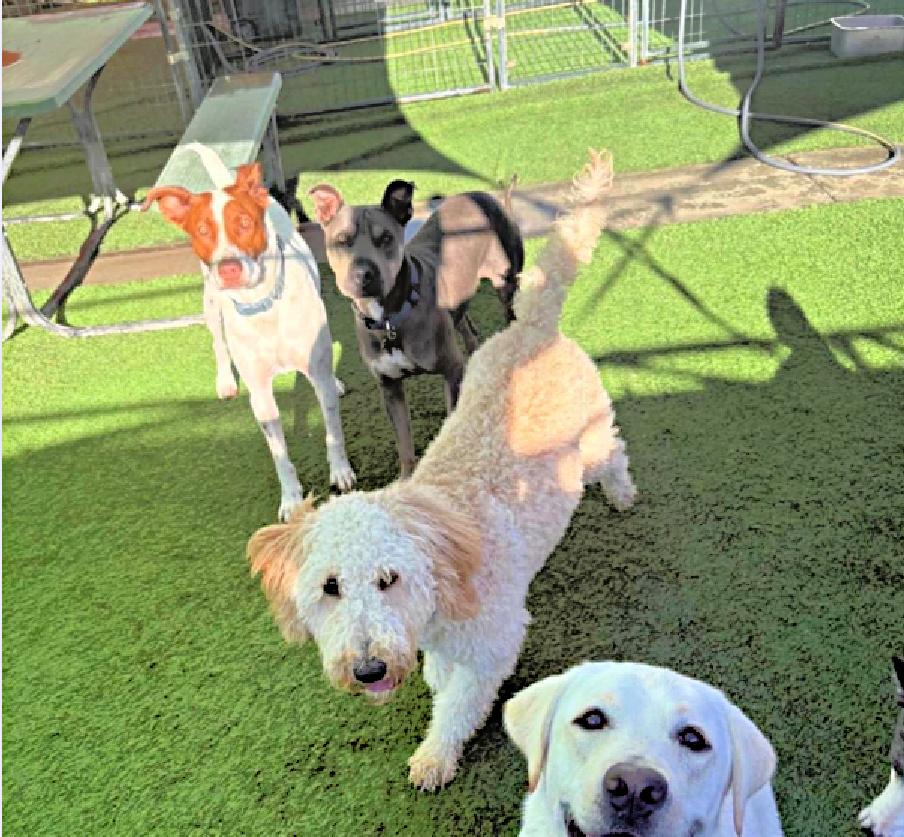 Chapo is very friendly, a Adoptable mixed breed in Redondo Beach, CA image 3/6