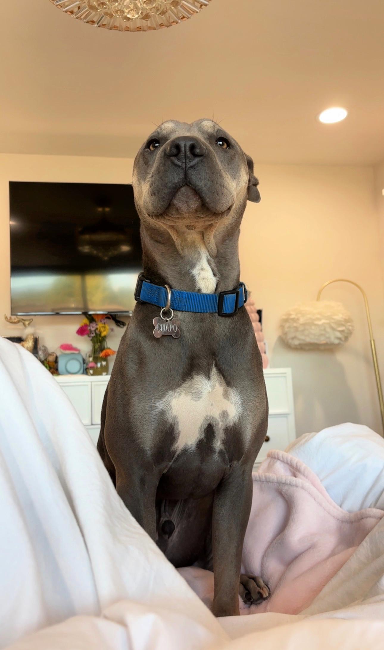 Chapo is very friendly, a Adoptable mixed breed in Redondo Beach, CA image 4/6