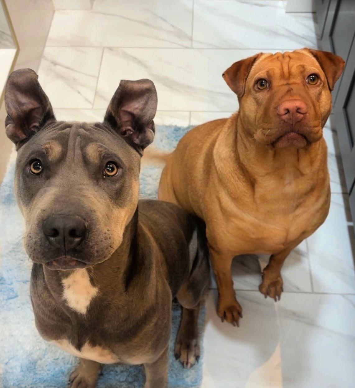 Chapo is very friendly, a Adoptable mixed breed in Redondo Beach, CA image 6/6