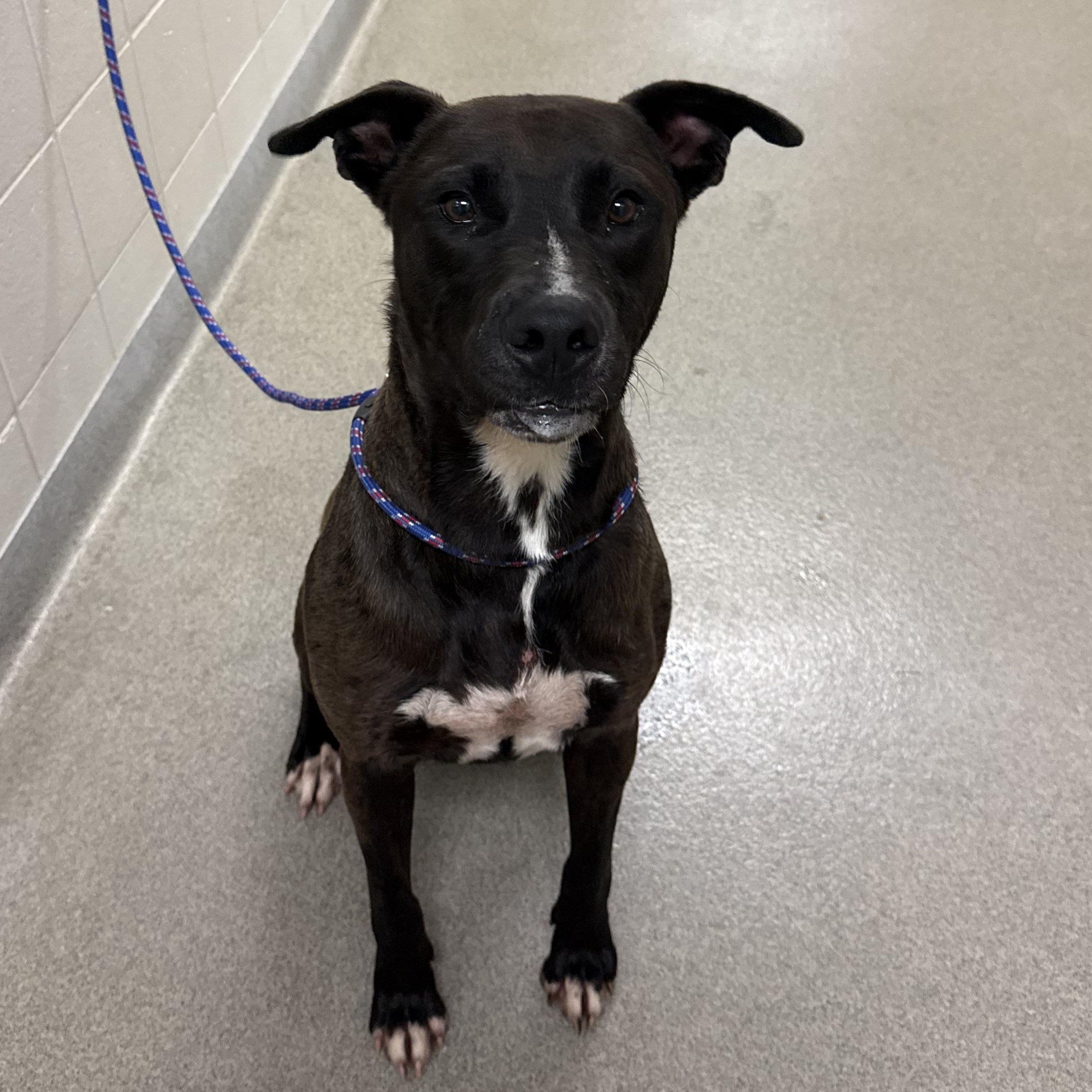 Jimmy, ADOPTABLE, Adult Male Labrador Retriever.